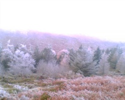 Wicklow