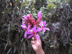 Inca Trail