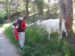 Camino