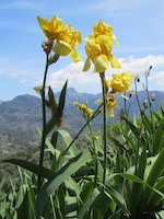 Mallorca