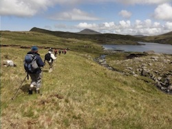 Dingle