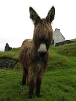 Dingle