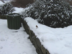 Snow Hike