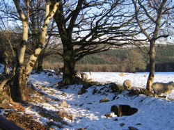 Snow Hike