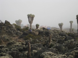 Kilimanjaro