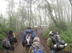 Kilimanjaro